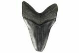 Huge, Fossil Megalodon Tooth - Feeding Worn Tip #176685-2